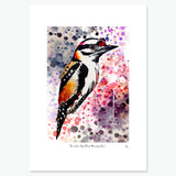 Great Spotted Woodpecker - Scottish Animal Collection